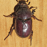 Pycnoschema species